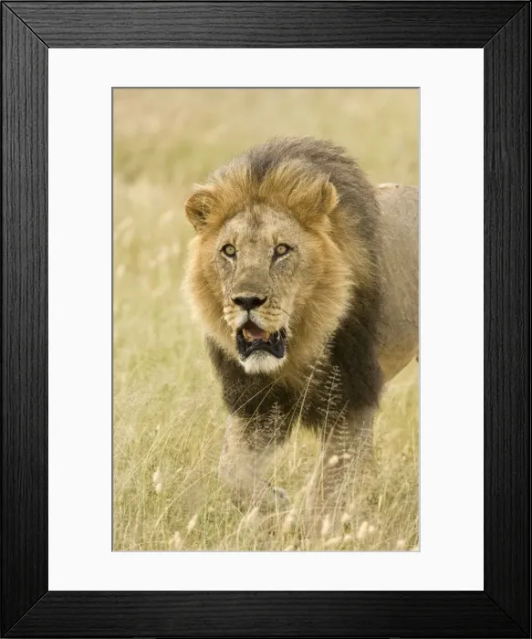 Framed Print : Lion - close up of lion pursuing rival through territory - Kalahari - Botswana Framed Print : Lion - close up of lion pursuing rival through territory - Kalahari - Botswana