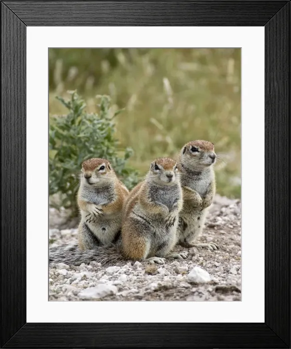 Framed Print : South African Ground Squirrel - group of three crouching near burrow - Kalahari - Botswana Framed Print : South African Ground Squirrel - group of three crouching near burrow - Kalahari - Botswana
