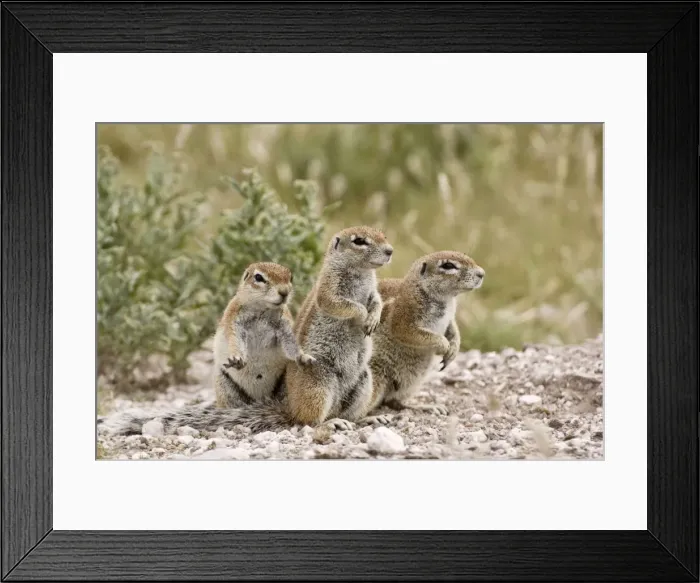 Framed Print : South African Ground Squirrel - close up group of three standing on look out - Kalahari - Botswana Framed Print : South African Ground Squirrel - close up group of three standing on look out - Kalahari - Botswana