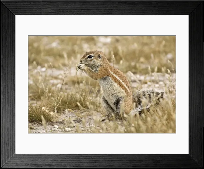 Framed Print : South African Ground Squirrel - sitting up with food in paws eating - Kalahari - Botswana Framed Print : South African Ground Squirrel - sitting up with food in paws eating - Kalahari - Botswana