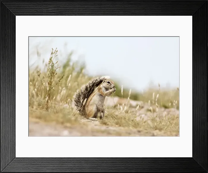 Framed Print : South African Ground Squirrel - sitting up with tail raised eating food in paws - Kalahari - Botswana Manipulated image: Some of background nehind squirrel brightened Framed Print : South African Ground Squirrel - sitting up with tail raised eating food in paws - Kalahari - Botswana Manipulated image: Some of background nehind squirrel brightened