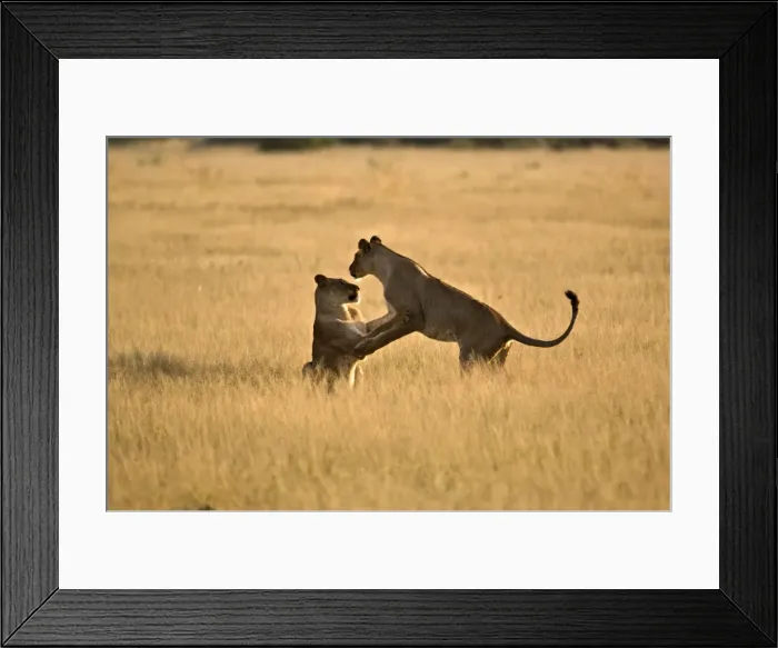 Framed Print : Lionesses - young lionesses play fighting - Kalahari - Botswana Framed Print : Lionesses - young lionesses play fighting - Kalahari - Botswana