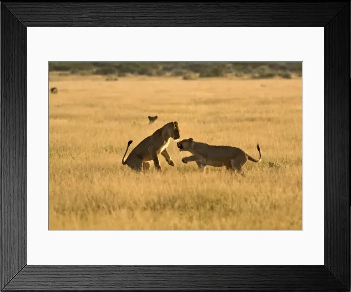 Framed Print : Lionesses - young lionesses play fighting - Kalahari - Botswana Framed Print : Lionesses - young lionesses play fighting - Kalahari - Botswana