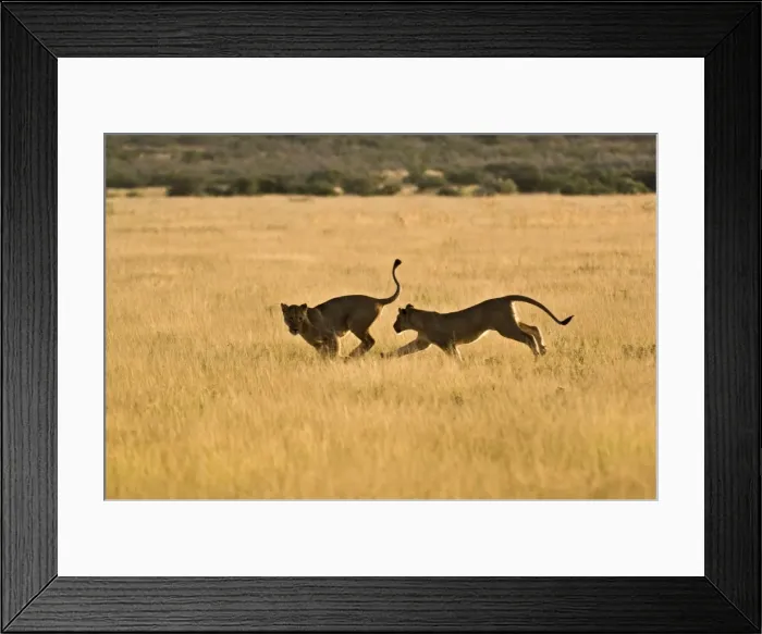 Framed Print : Lionesses - young lionesses play fighting - Kalahari - Botswana Framed Print : Lionesses - young lionesses play fighting - Kalahari - Botswana