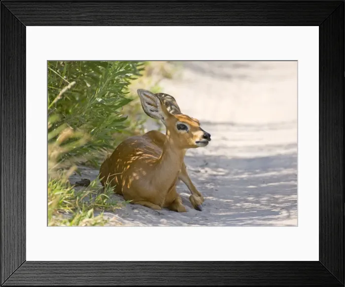 Framed Print : Steinbuck / Steinbok / Steenbok - resting in shade at side of dirt road - Kalahari - Botswana Framed Print : Steinbuck / Steinbok / Steenbok - resting in shade at side of dirt road - Kalahari - Botswana