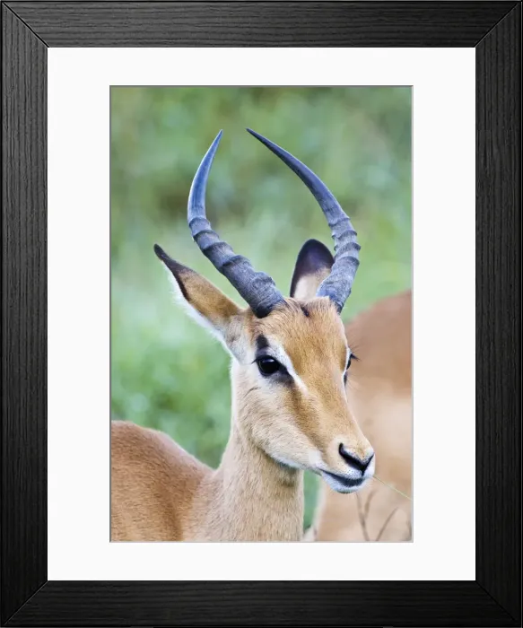 Framed Print : Impala - close up of head of immature male - Kalahari - Botswana Framed Print : Impala - close up of head of immature male - Kalahari - Botswana