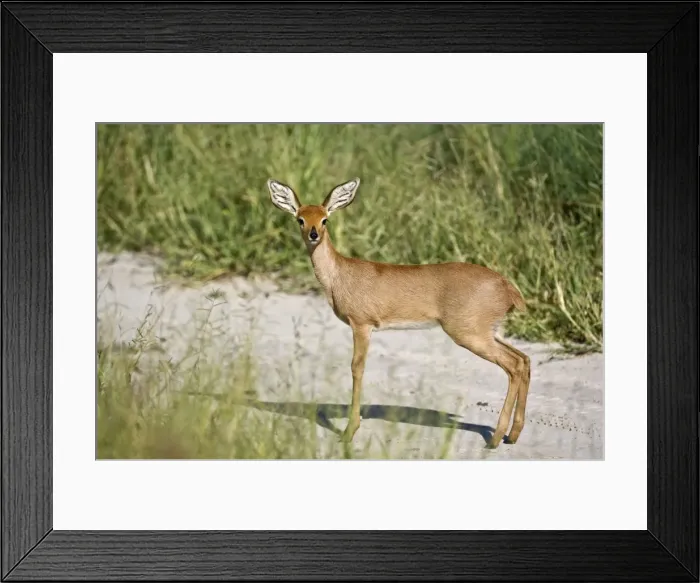 Framed Print : Steinbuck / Steinbok / Steenbok - side view standing on dirt road - Kalahari - Botswana Framed Print : Steinbuck / Steinbok / Steenbok - side view standing on dirt road - Kalahari - Botswana