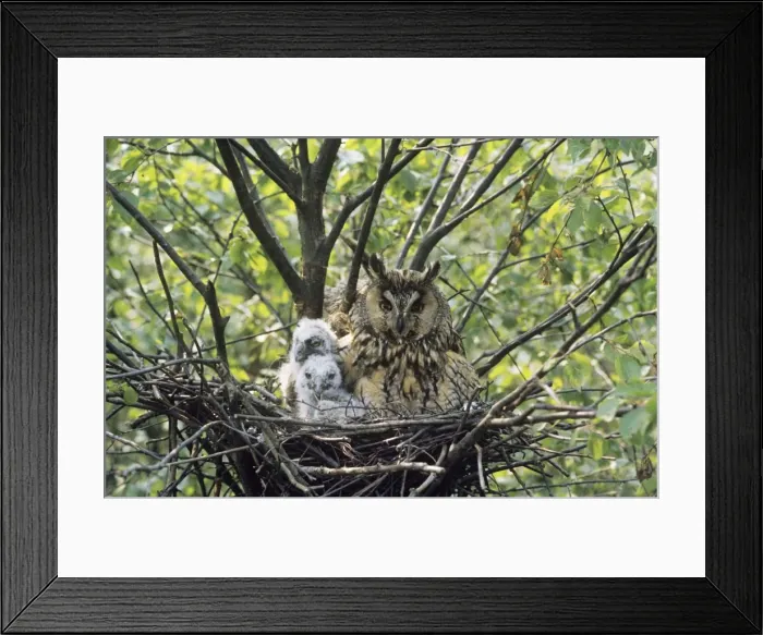 Framed Print : Long Eared Owl UK Framed Print : Long Eared Owl UK