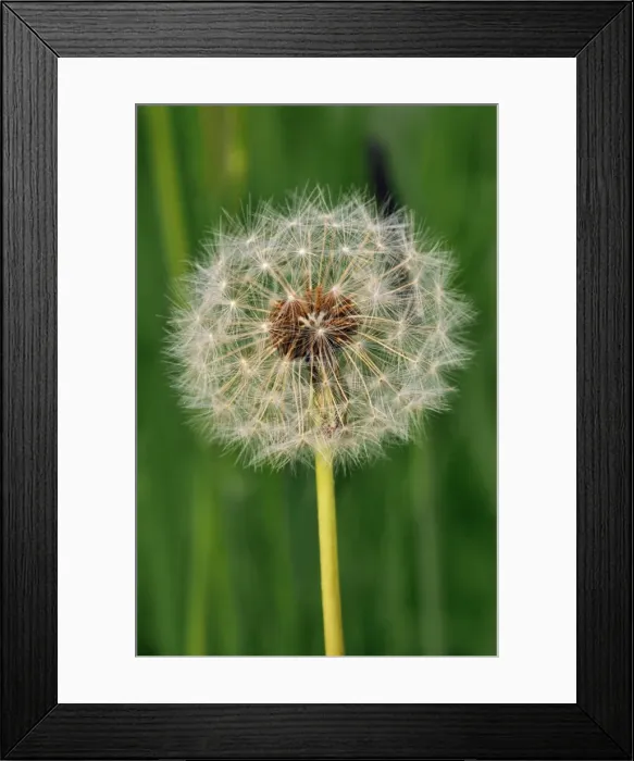 Framed Print : Dandelion - seed head Framed Print : Dandelion - seed head