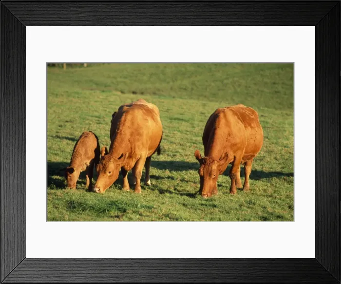 Framed Print : South Devon Cattle - grazing