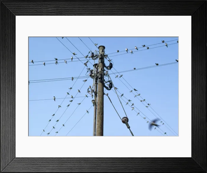 Framed Print : Swallows - on wires Framed Print : Swallows - on wires