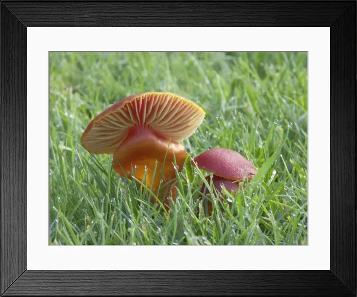 Framed Print : Wax Cap on mature pasture - Occurs late summer to autumn, inedible, Leicester, UK Framed Print : Wax Cap on mature pasture - Occurs late summer to autumn, inedible, Leicester, UK
