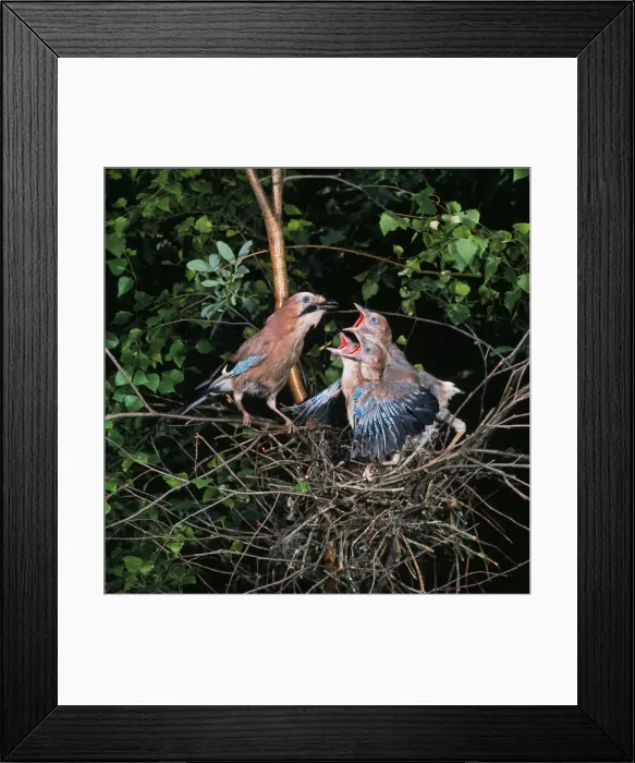 Framed Print : Jay - feeding young in nest Framed Print : Jay - feeding young in nest