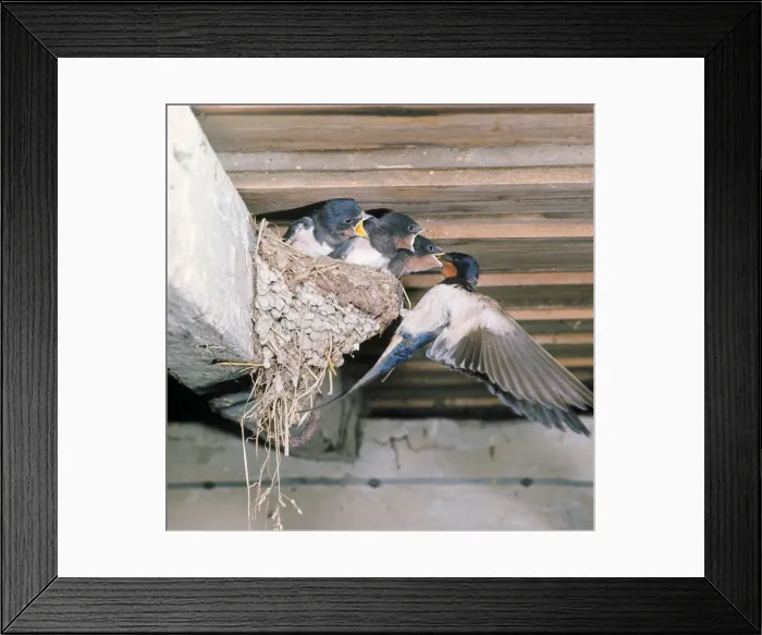 Framed Print : Swallow - adult at nest with young Framed Print : Swallow - adult at nest with young