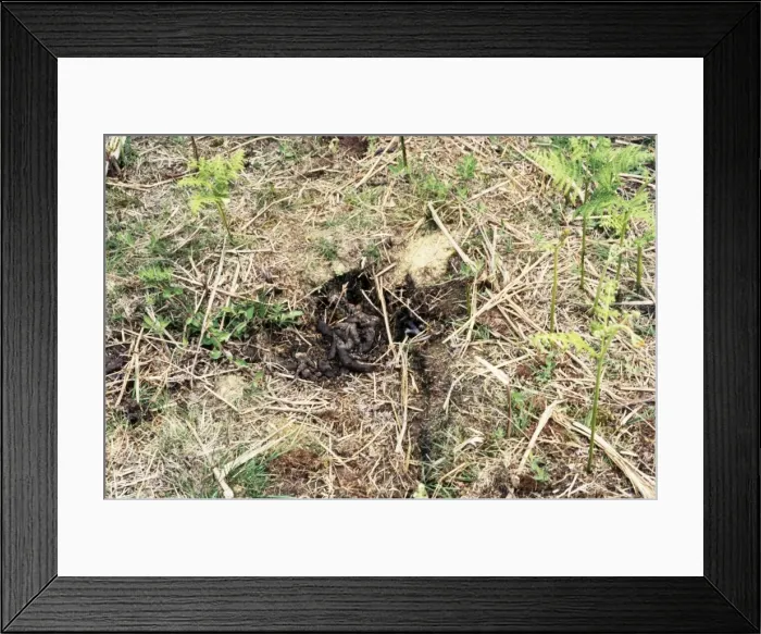 Framed Print : Badger Latrine Framed Print : Badger Latrine