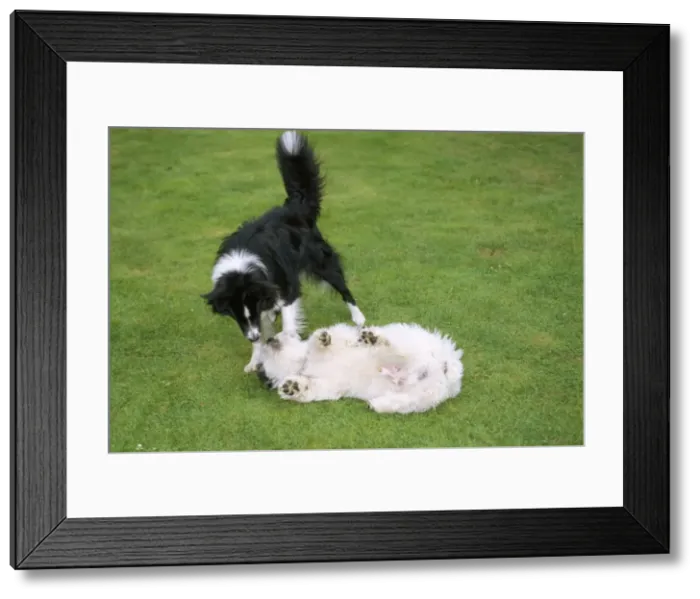 Framed Print : Dog - submissive behaviour Framed Print : Dog - submissive behaviour