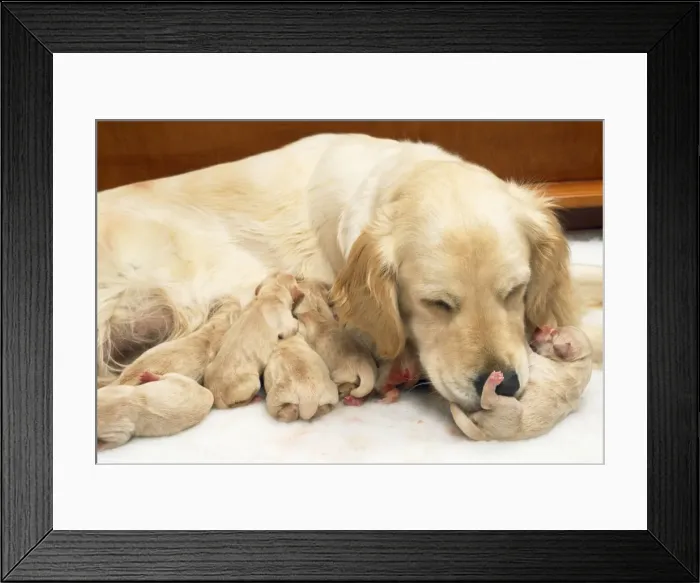 Framed Print : Golden Retriever - whelping puppies 1 hour old, suckling. Mother licking puppy to encourage to urinate Framed Print : Golden Retriever - whelping puppies 1 hour old, suckling. Mother licking puppy to encourage to urinate