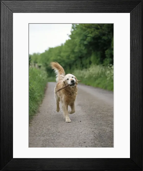 Framed Print : Dog - carrying stick