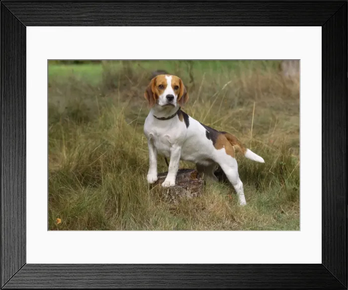 Framed Print : Beagle Dog Framed Print : Beagle Dog