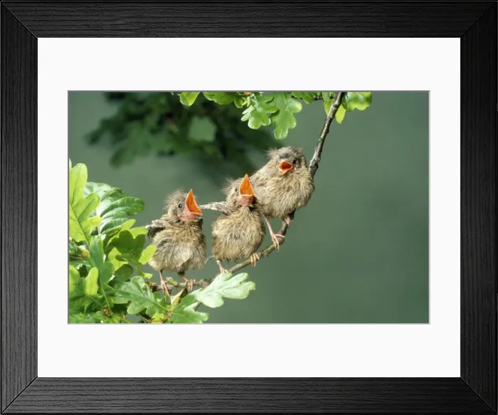 Framed Print : Robin. JD-1092. European ROBIN - three young, singing on branch Framed Print : Robin. JD-1092. European ROBIN - three young, singing on branch
