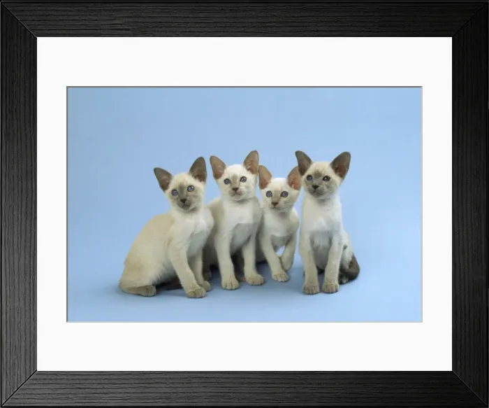 Framed Print : Siamese Cat - kittens sitting in a row Framed Print : Siamese Cat - kittens sitting in a row