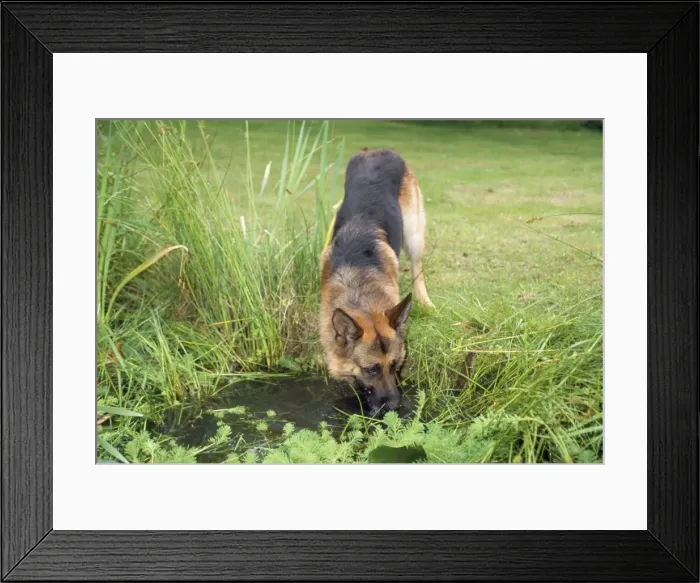 Framed Print : German Shepherd / Alsatian - drinking from pond Framed Print : German Shepherd / Alsatian - drinking from pond