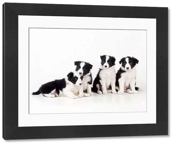 Border Collie Dog - puppies