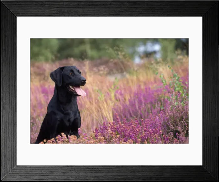 Framed Print : Black Labrador Dog - in heather Framed Print : Black Labrador Dog - in heather