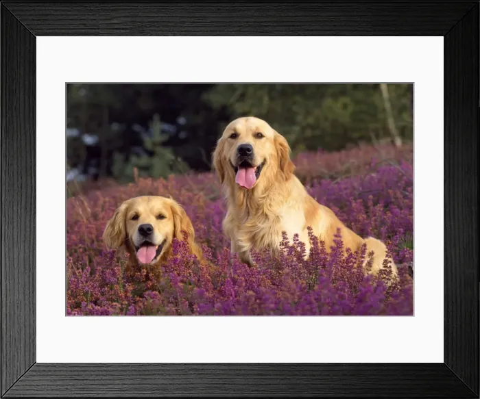 Framed Print : Golden Retriever Dogs - in heather Framed Print : Golden Retriever Dogs - in heather