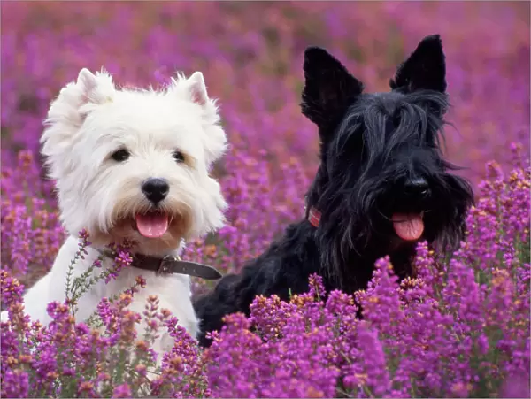 West Highland Terrier & Scottish Terrier - in heather