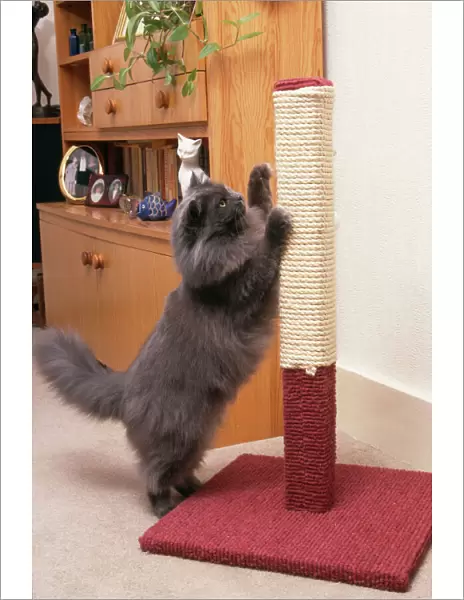 Persian Cat - on scratching post