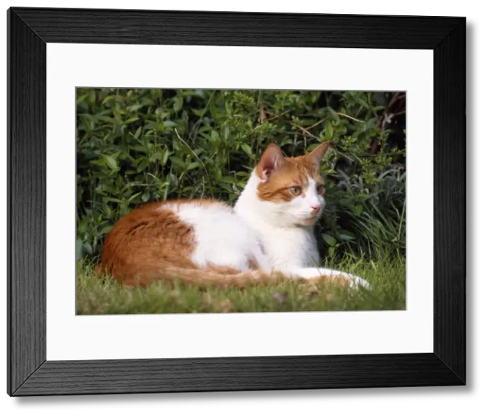 Framed Print : Ginger & White Cat