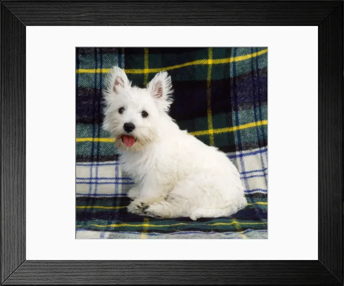 Framed Print : West Highland White Terrier Dog - puppy Framed Print : West Highland White Terrier Dog - puppy