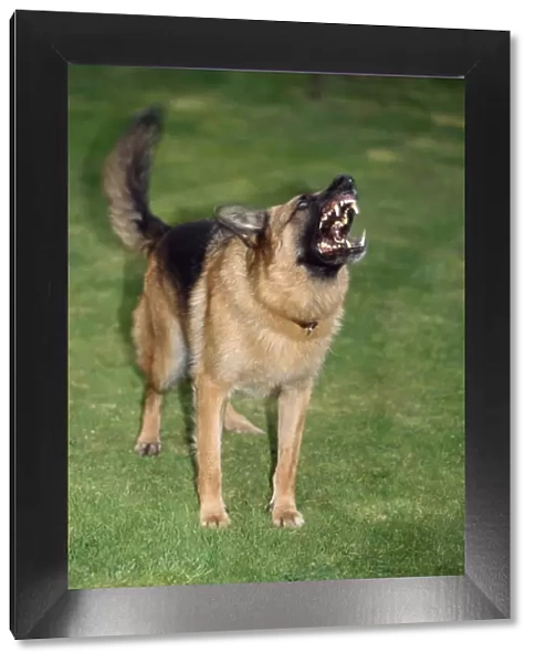 German Shepherd Dog - showing aggression