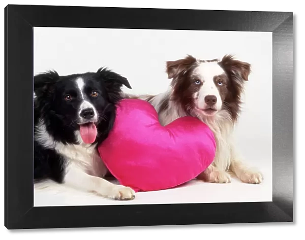 Border Collie Dog - two with heart cushion