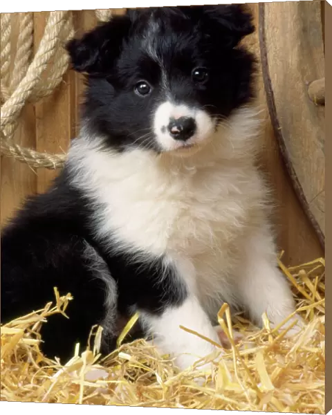 Border Collie Dog - puppy