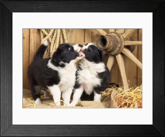 Framed Print : Border Collie Dog - puppies with wheel & rope, play fighting Framed Print : Border Collie Dog - puppies with wheel & rope, play fighting
