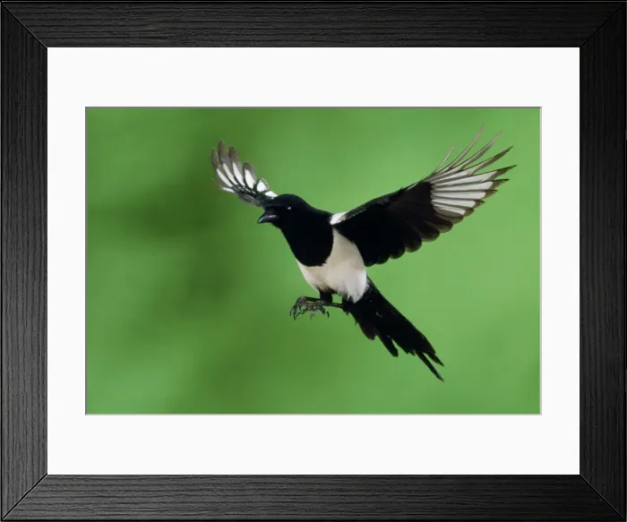 Framed Print : Magpie - in flight Framed Print : Magpie - in flight