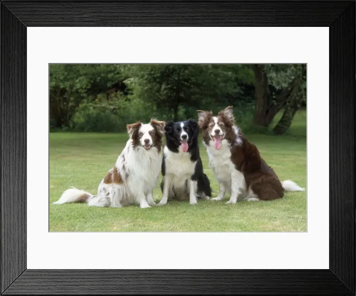 Framed Print : Border Collie Dogs Framed Print : Border Collie Dogs