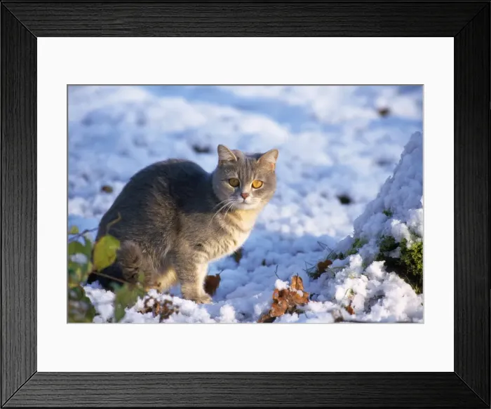 Framed Print : Cat - kitten in the snow Framed Print : Cat - kitten in the snow