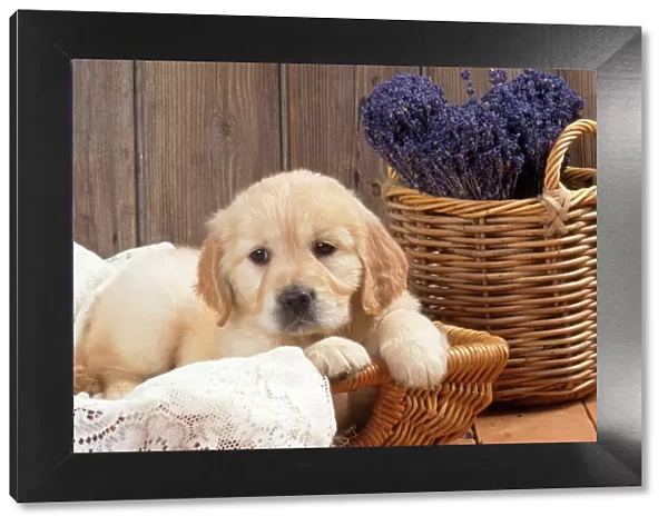 Golden Retriever Dog - puppy with lavender & lace
