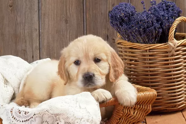 Golden Retriever Dog - puppy with lavender & lace