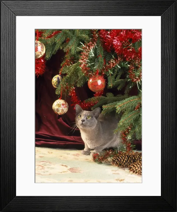 Framed Print : Burmese Cat - under Christmas tree Framed Print : Burmese Cat - under Christmas tree