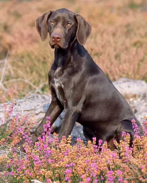 German Short-haired Pointer Dog - puppy in heather