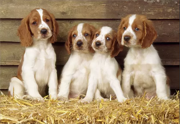 Welsh Springer Spaniel Dog - puppies