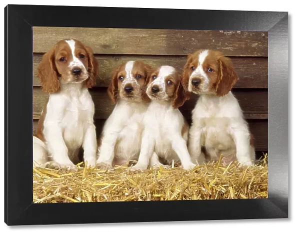 Welsh Springer Spaniel Dog - puppies