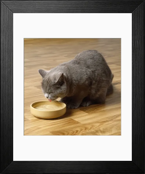 Framed Print : Cat - drinking water Framed Print : Cat - drinking water