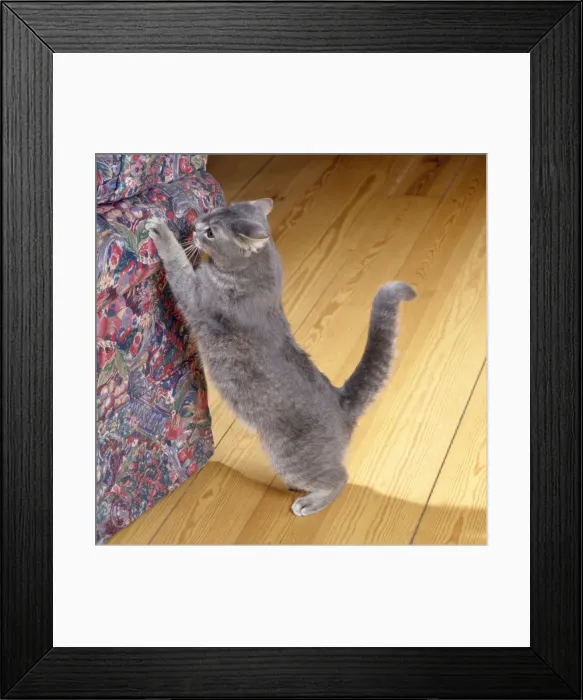 Framed Print : Cat - clawing furniture Framed Print : Cat - clawing furniture