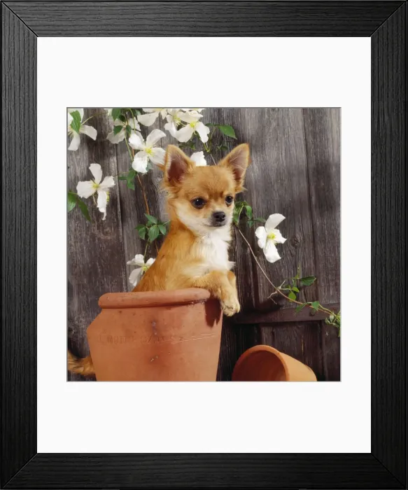 Framed Print : Chihuahua Dog - in flowerpot Framed Print : Chihuahua Dog - in flowerpot