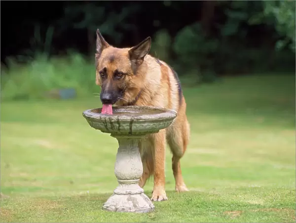 German Shepherd  /  Alsatian Dog - drinking from bird bath